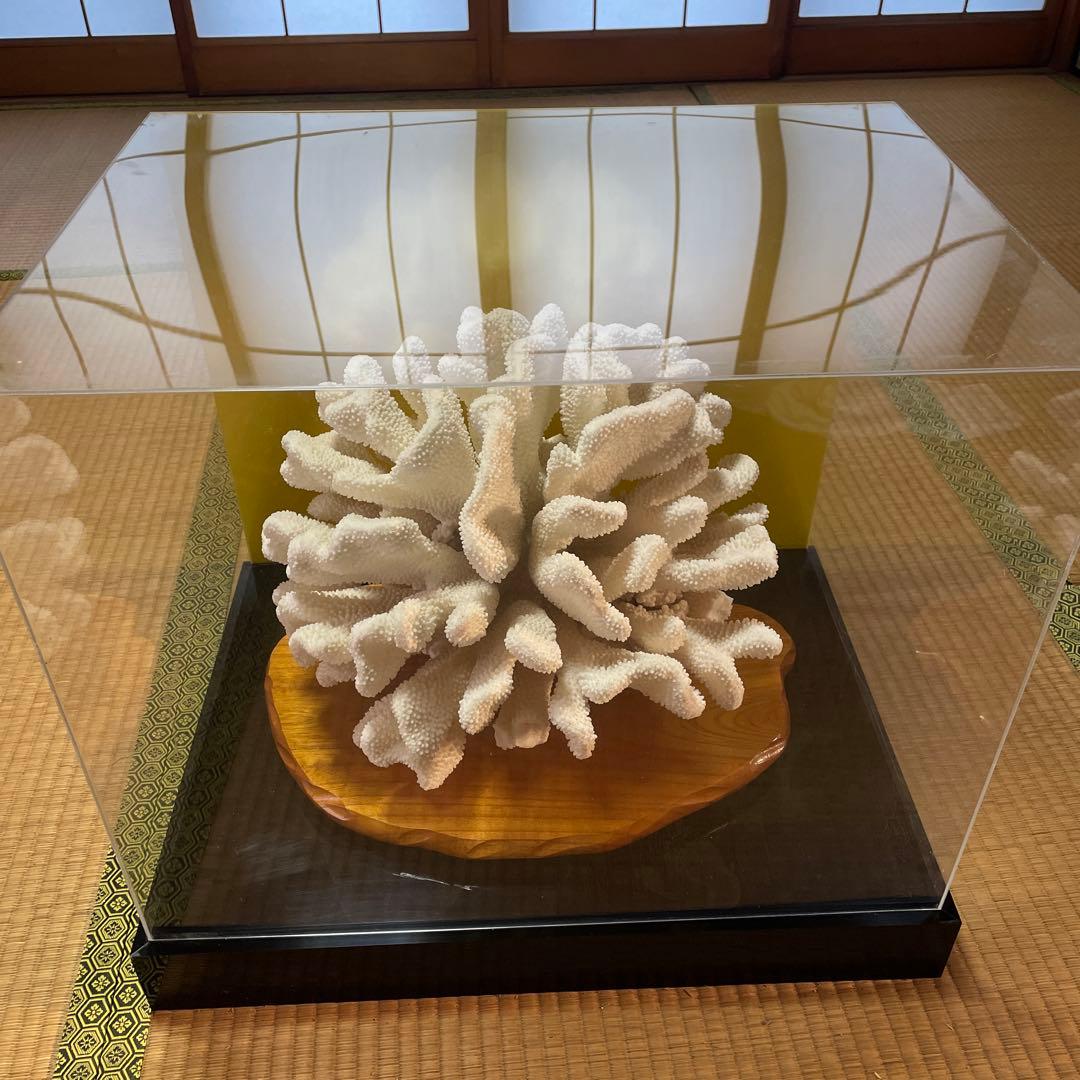 白珊瑚の置き物