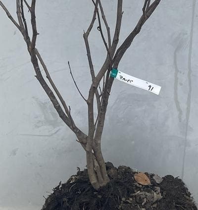 《現品》丸葉の木（マルバノキ）株立ち　樹高1.3ｍ（根鉢含まず）91【紅万作】