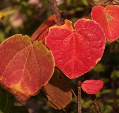 《現品》丸葉の木（マルバノキ）株立ち　樹高1.3ｍ（根鉢含まず）91【紅万作】