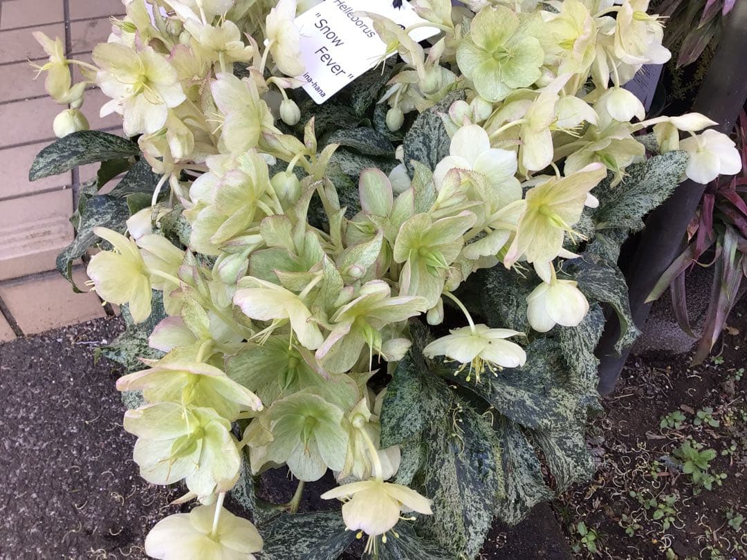 ① 定価の5000円引きでの販売‼︎ 5年物のクリスマスローズ・スノーフィーバー