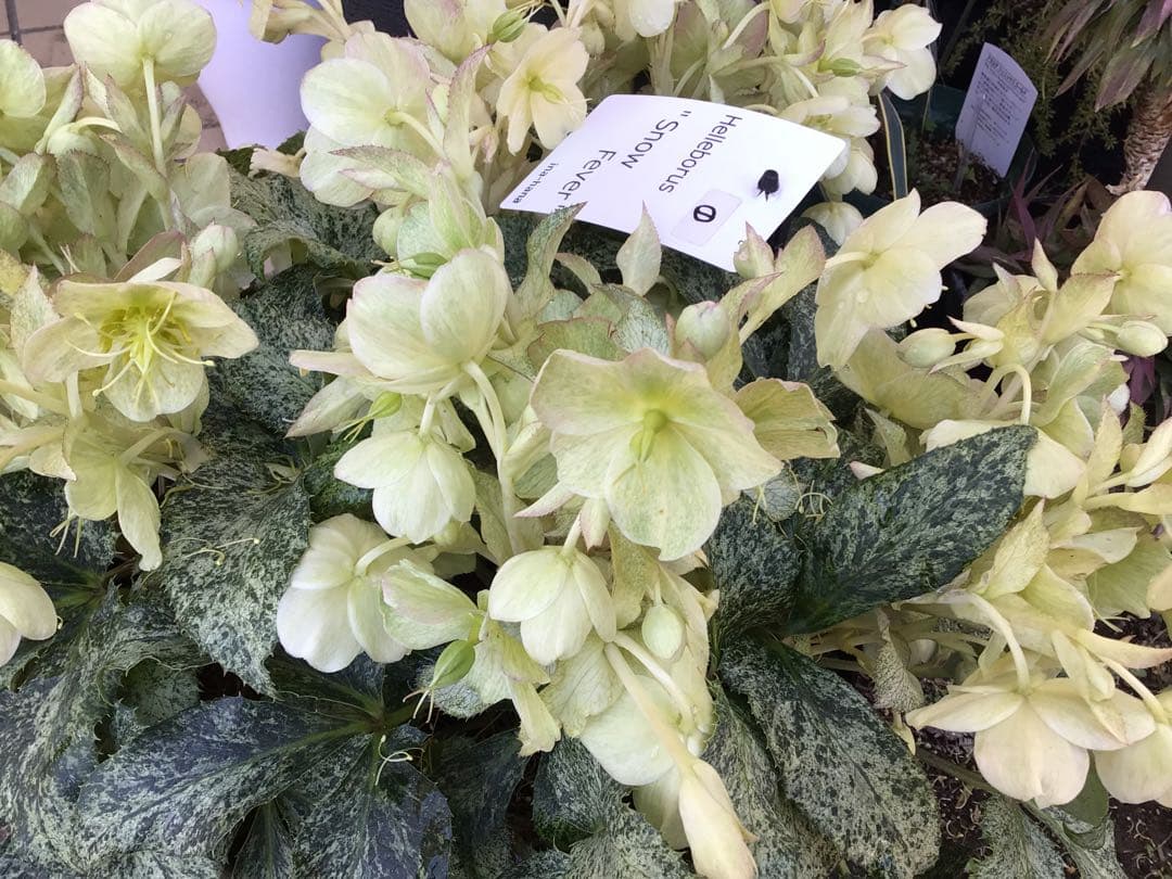 ① 定価の5000円引きでの販売‼︎ 5年物のクリスマスローズ・スノーフィーバー