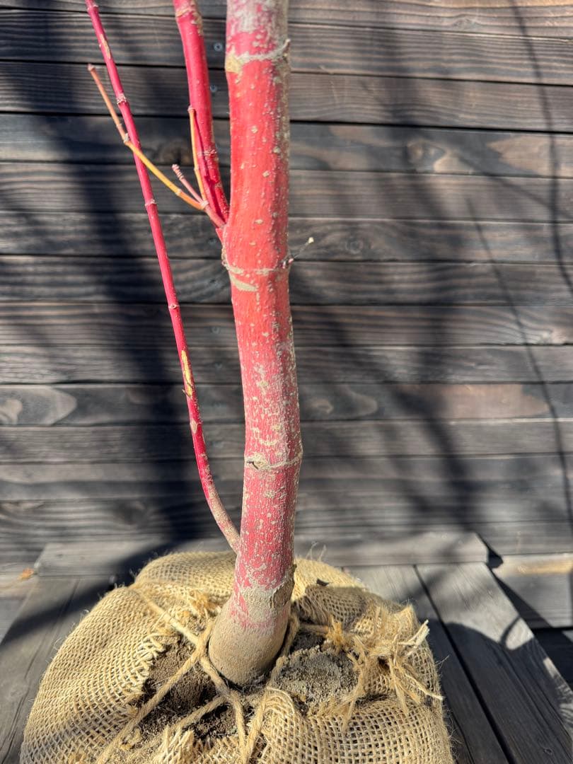 モミジ/サンゴカク（珊瑚閣 ）【現品発送】管理80036 - メルカリ