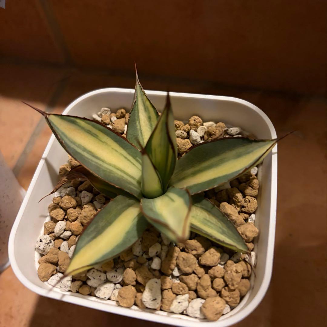 アガベ　特別　12株セット