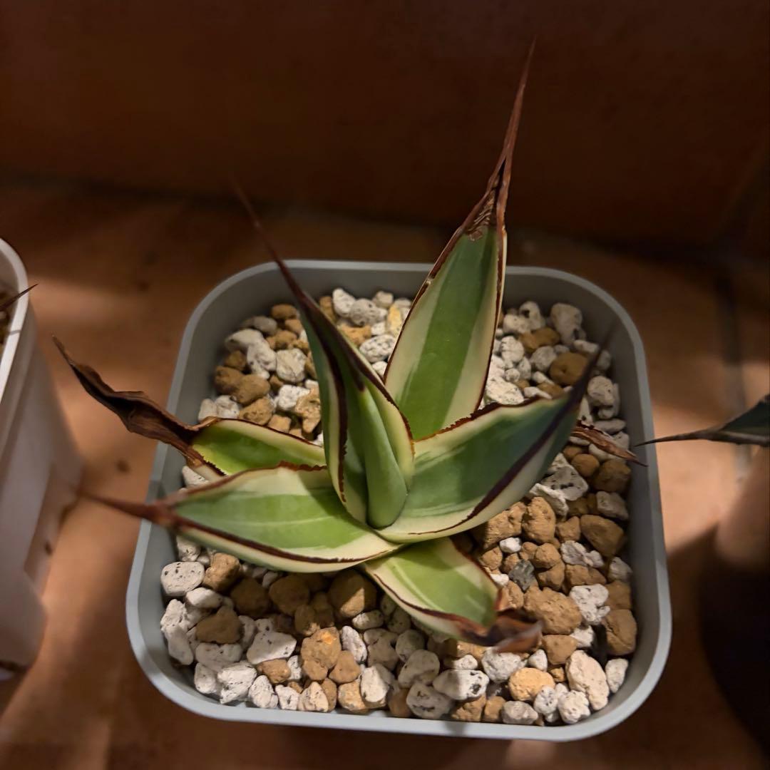 アガベ　特別　12株セット