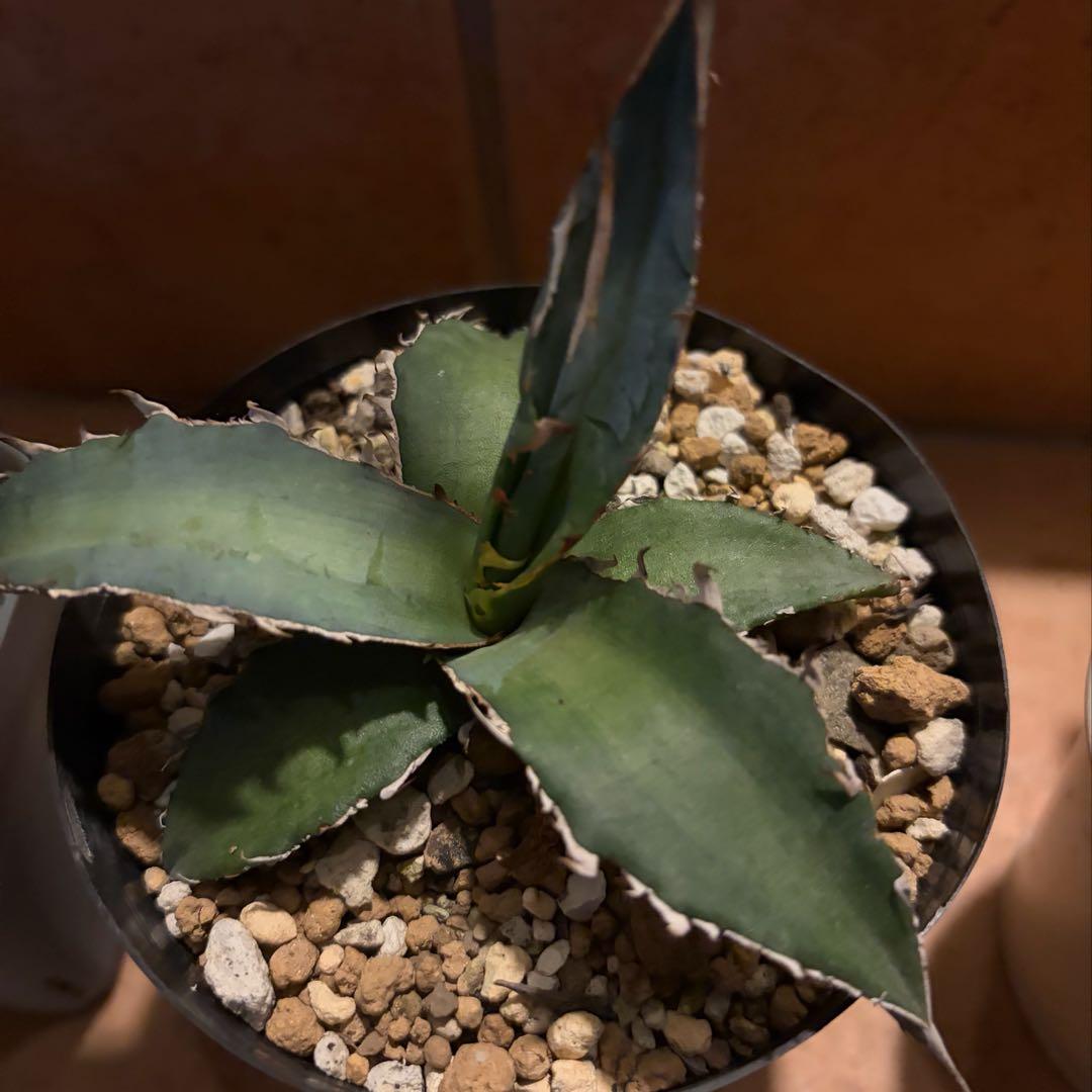 アガベ　特別　12株セット