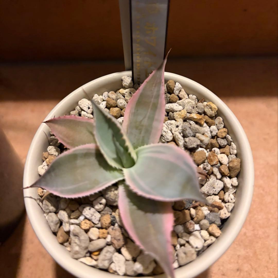 アガベ　特別　12株セット