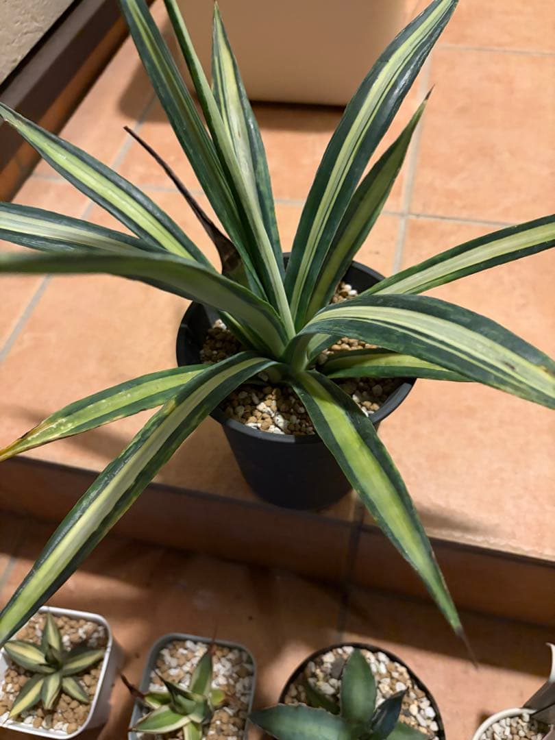 アガベ　特別　12株セット