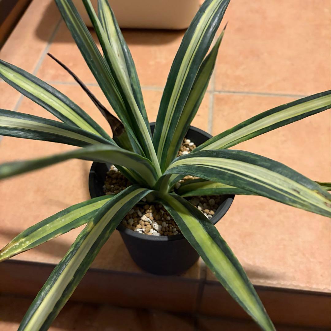 アガベ　特別　12株セット