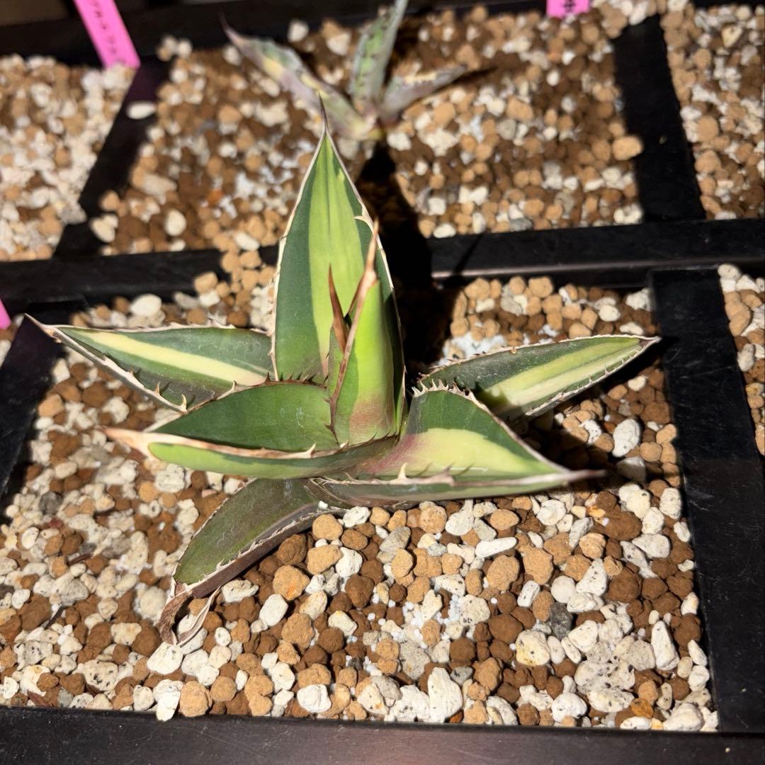 アガベ　特別　12株セット