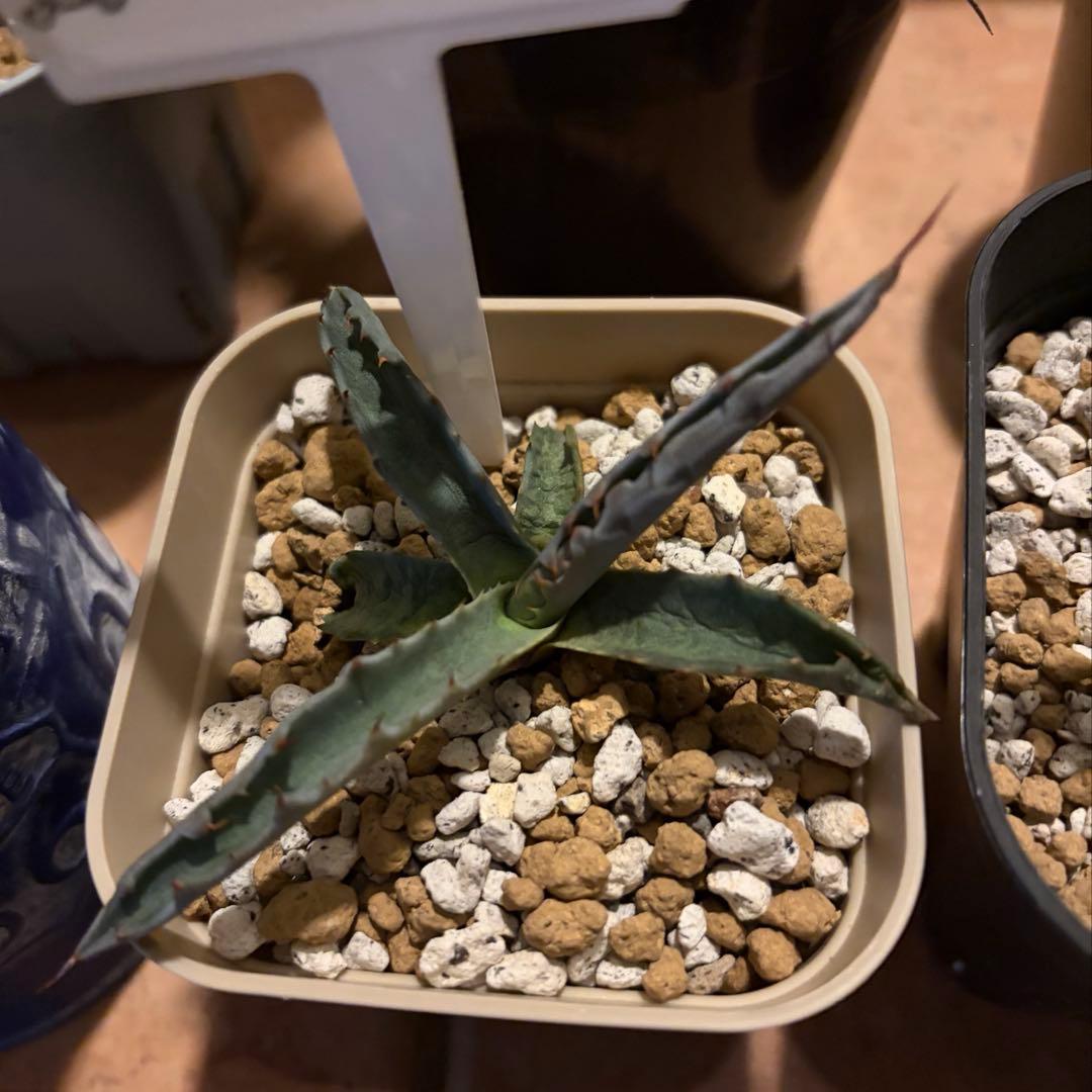 アガベ　特別　12株セット