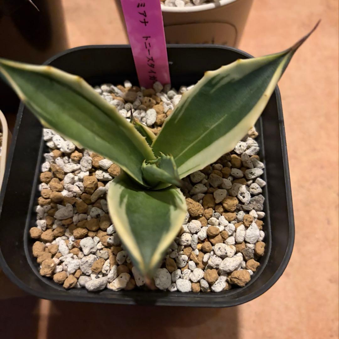 アガベ　特別　12株セット