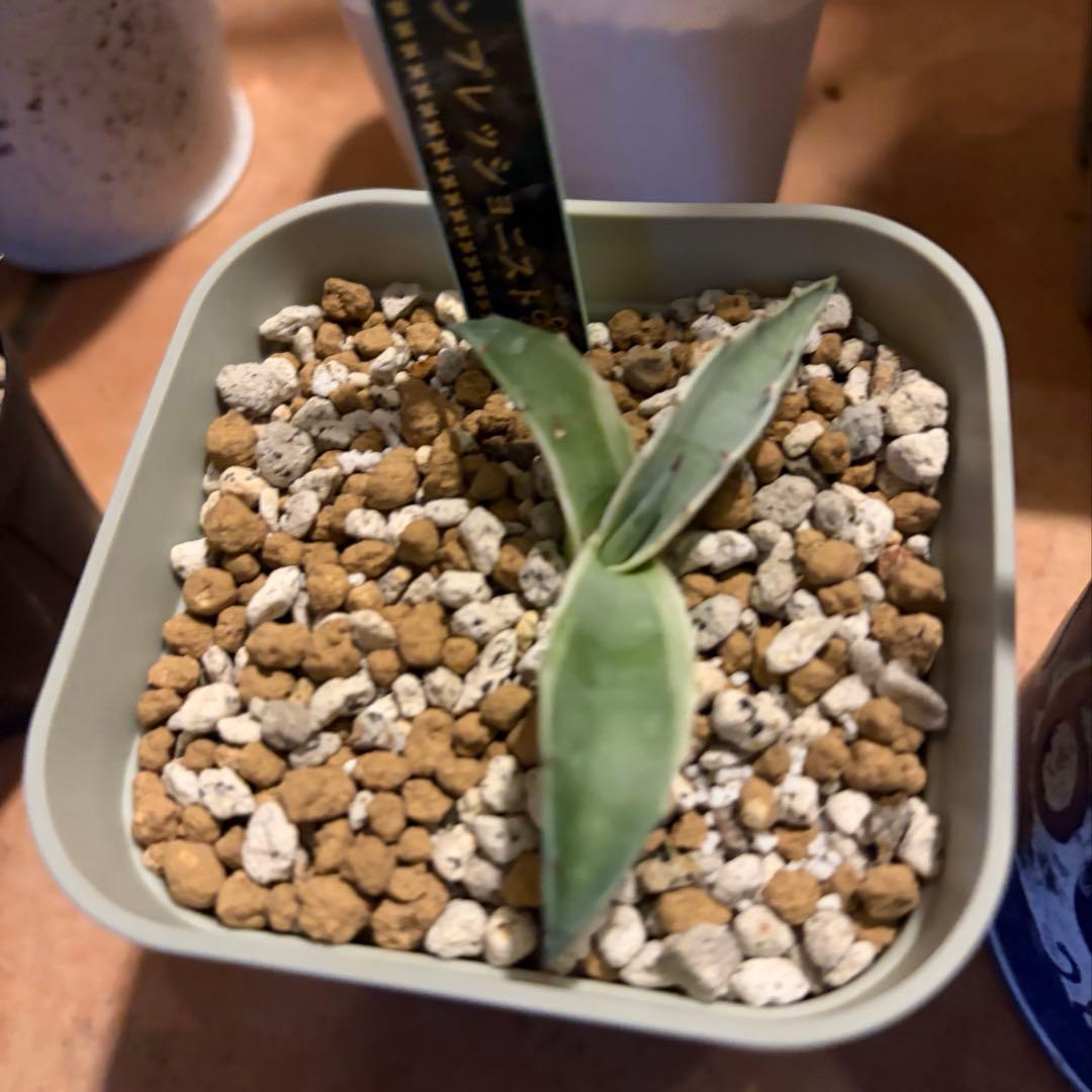 アガベ　特別　12株セット