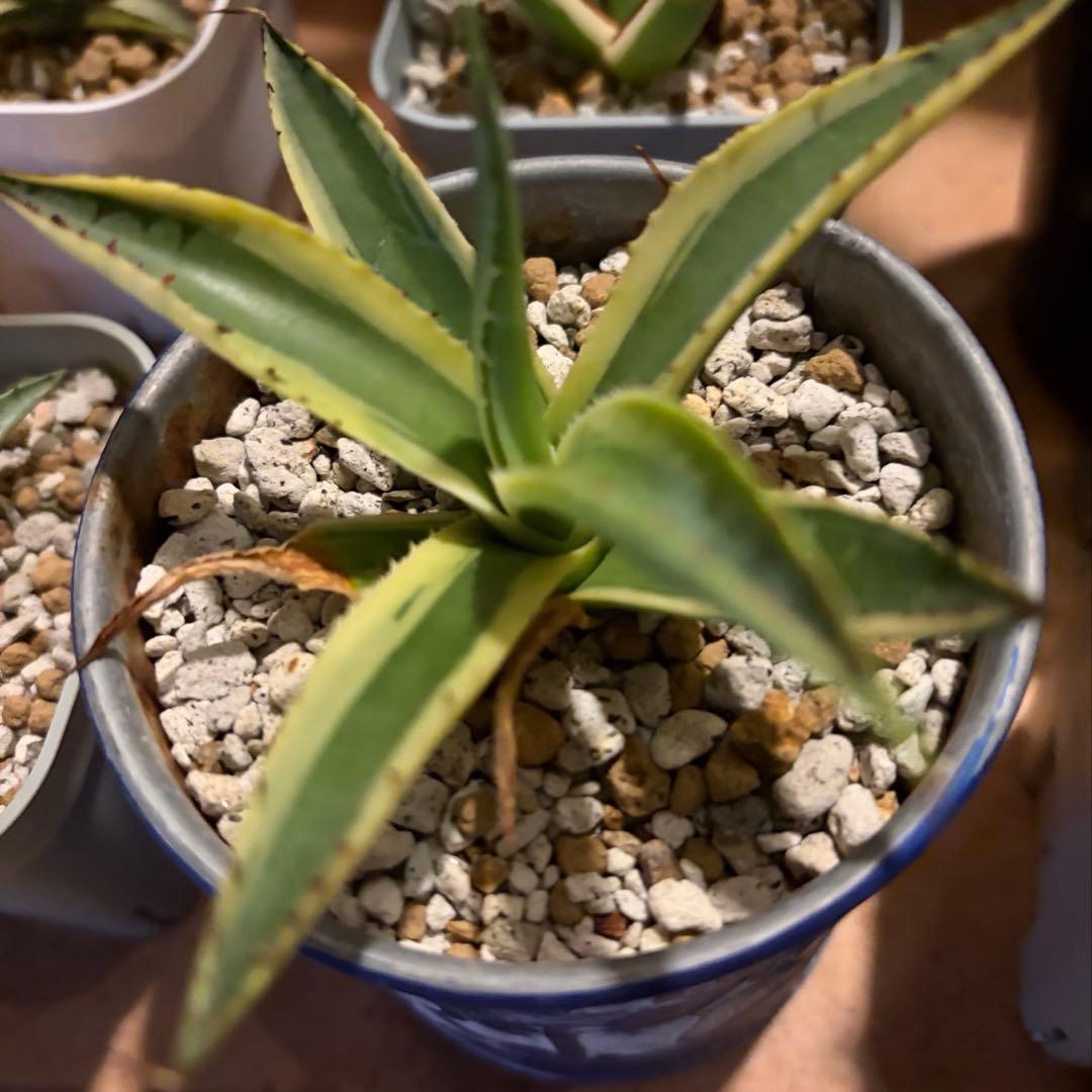 アガベ　特別　12株セット