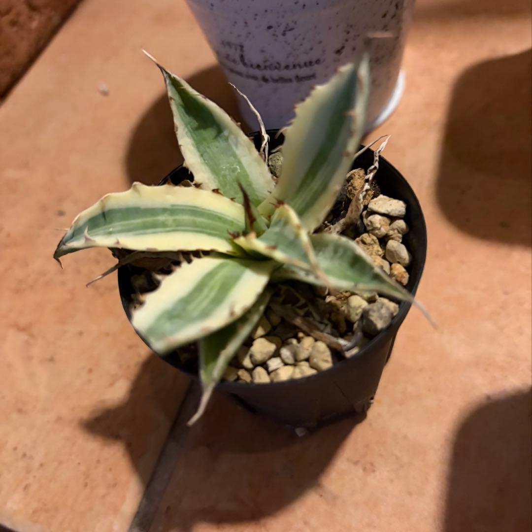 アガベ　特別　12株セット