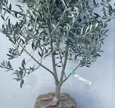 《現品》オリーブの木　シプレシーノ 樹高1.7ｍ（根鉢含まず）173【苗木/庭木