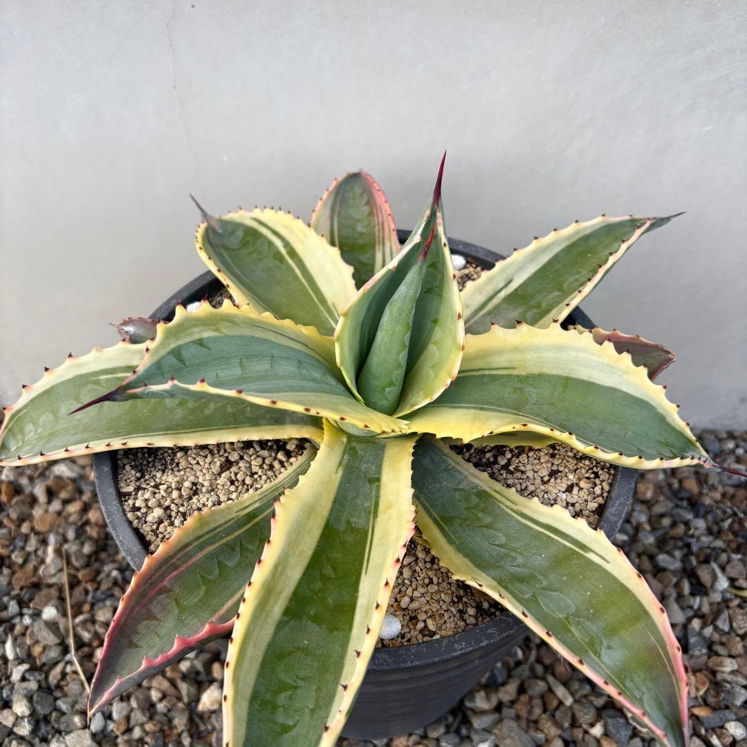 さののの太 　リップルエフェクト 2株セット