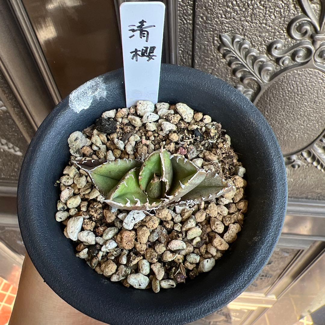 セールアガベ チタノタ 清櫻‼️5898-2598 - メルカリ