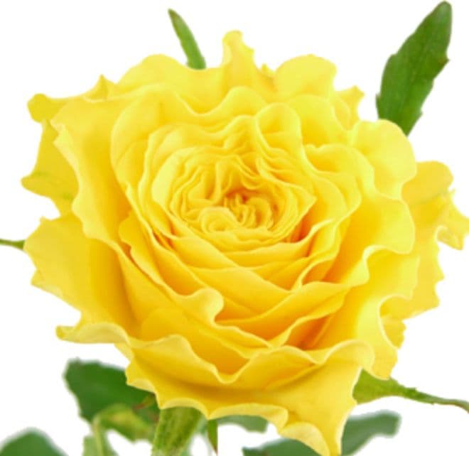 バラ苗(入手困難切り花種) 超激レア種 接ぎ木良苗