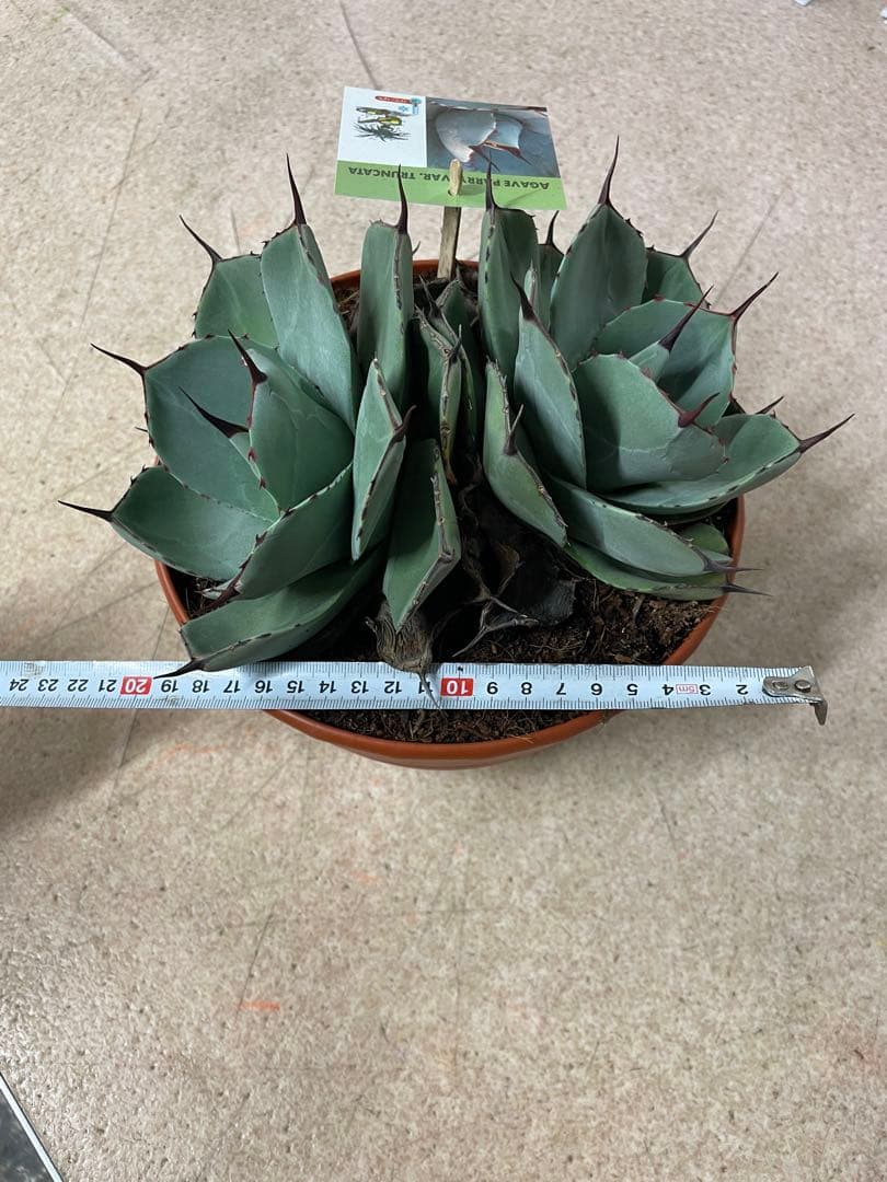 アガベ パリー　トランカータ　双子