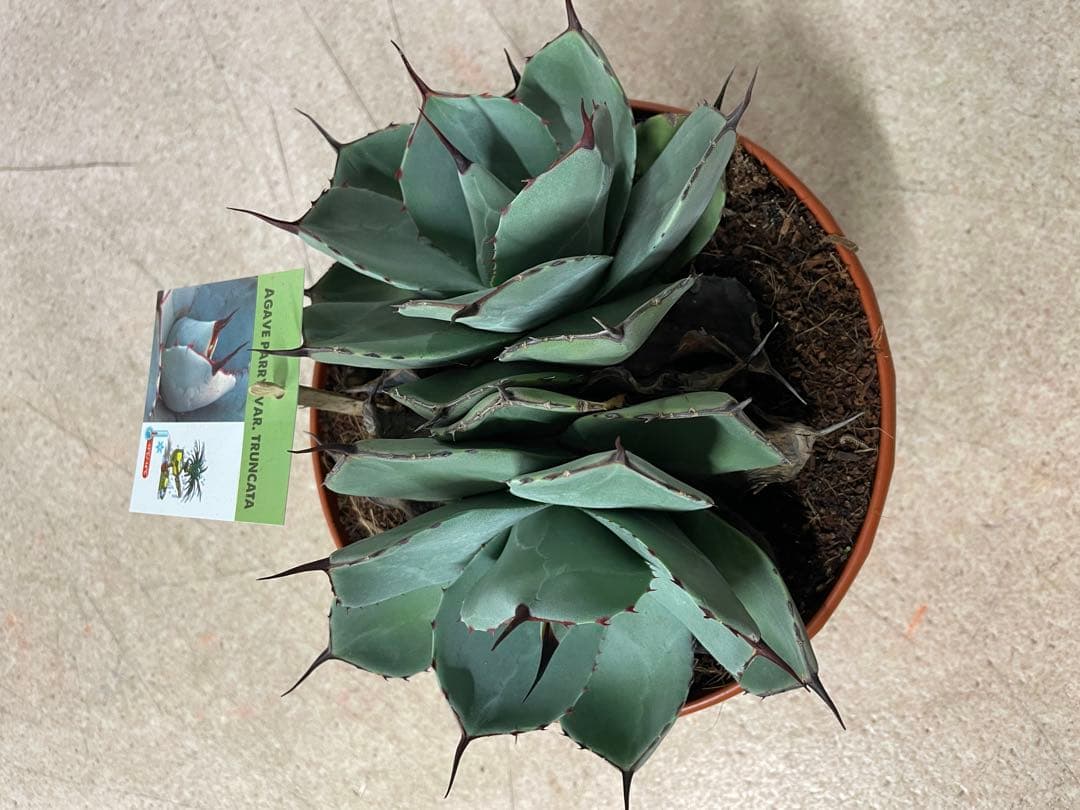 アガベ パリー　トランカータ　双子