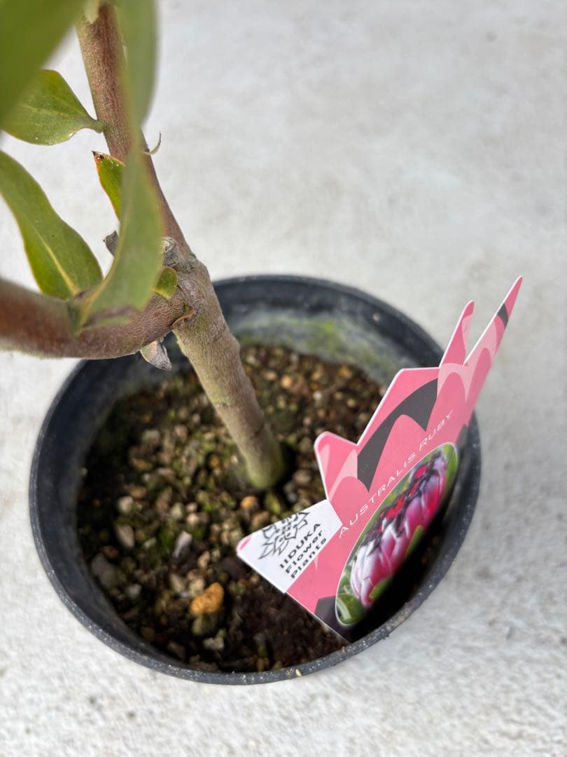 プロテア　オーストラリスルビー　2