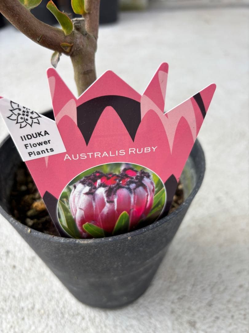 プロテア　オーストラリスルビー　2