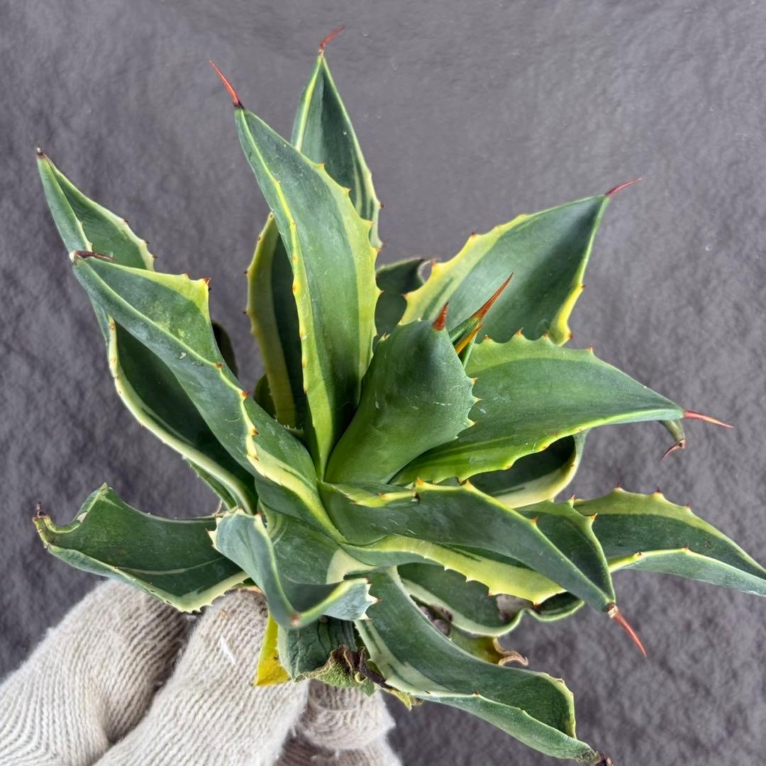 アガベ ハイブリッド ”リップル エフェクト×雷神”】SPECIAL/L12 - メルカリ