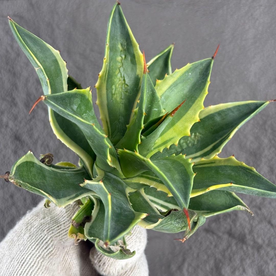 アガベ ハイブリッド ”リップル エフェクト×雷神”】SPECIAL/L12 - メルカリ