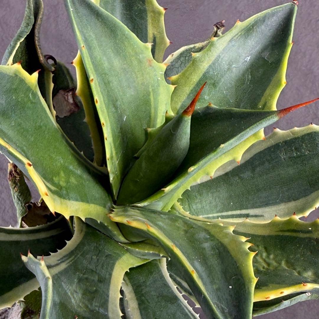 アガベ ハイブリッド ”リップル エフェクト×雷神”】SPECIAL/L12 - メルカリ