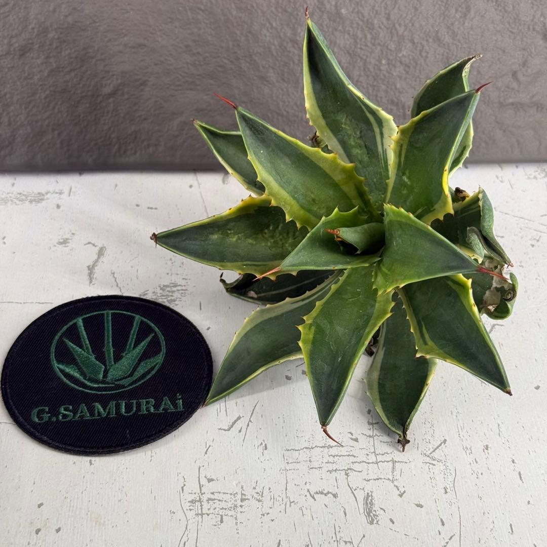 アガベ ハイブリッド ”リップル エフェクト×雷神”】SPECIAL/L12 - メルカリ