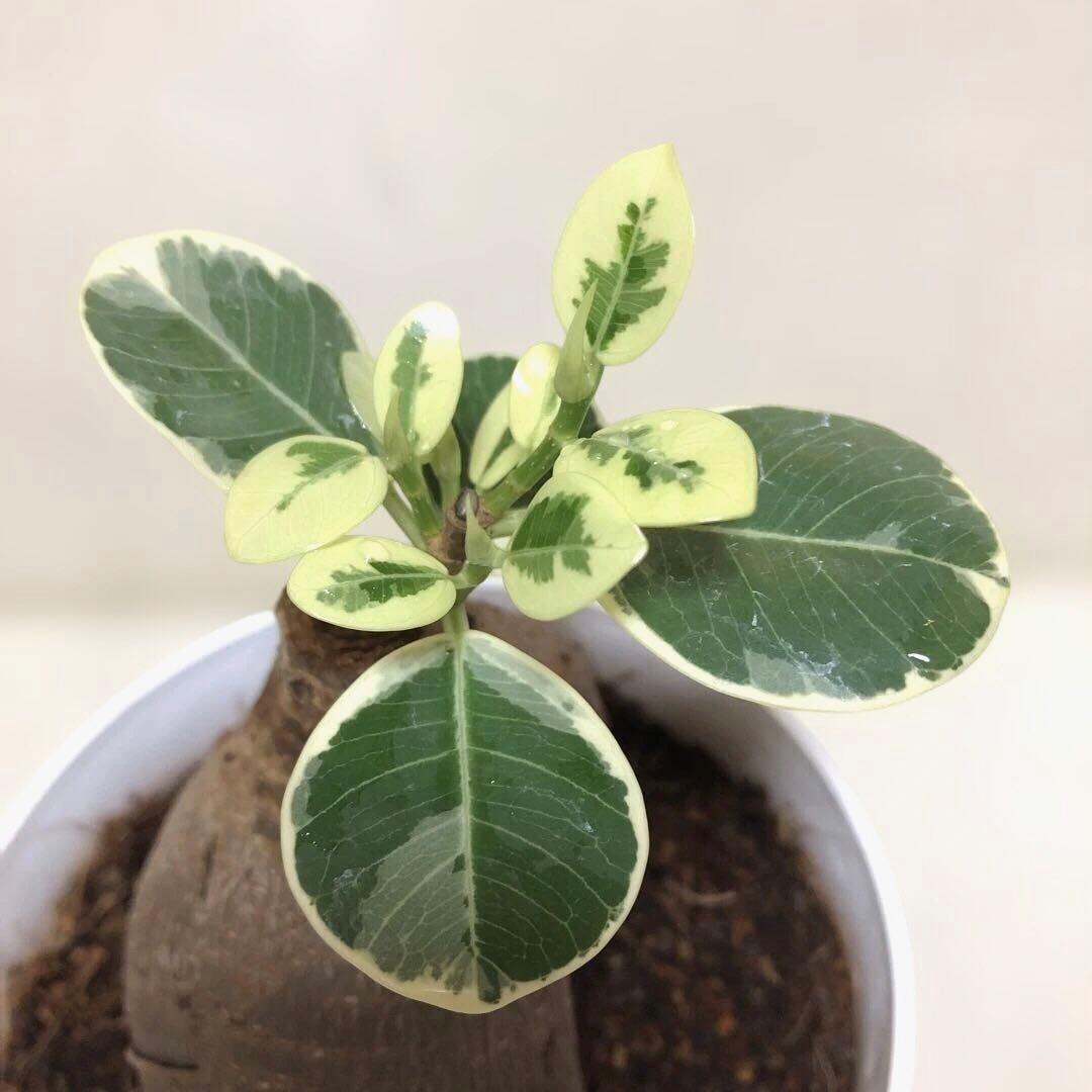 【大きめ】パンダ　ガジュマル　斑入り　接木