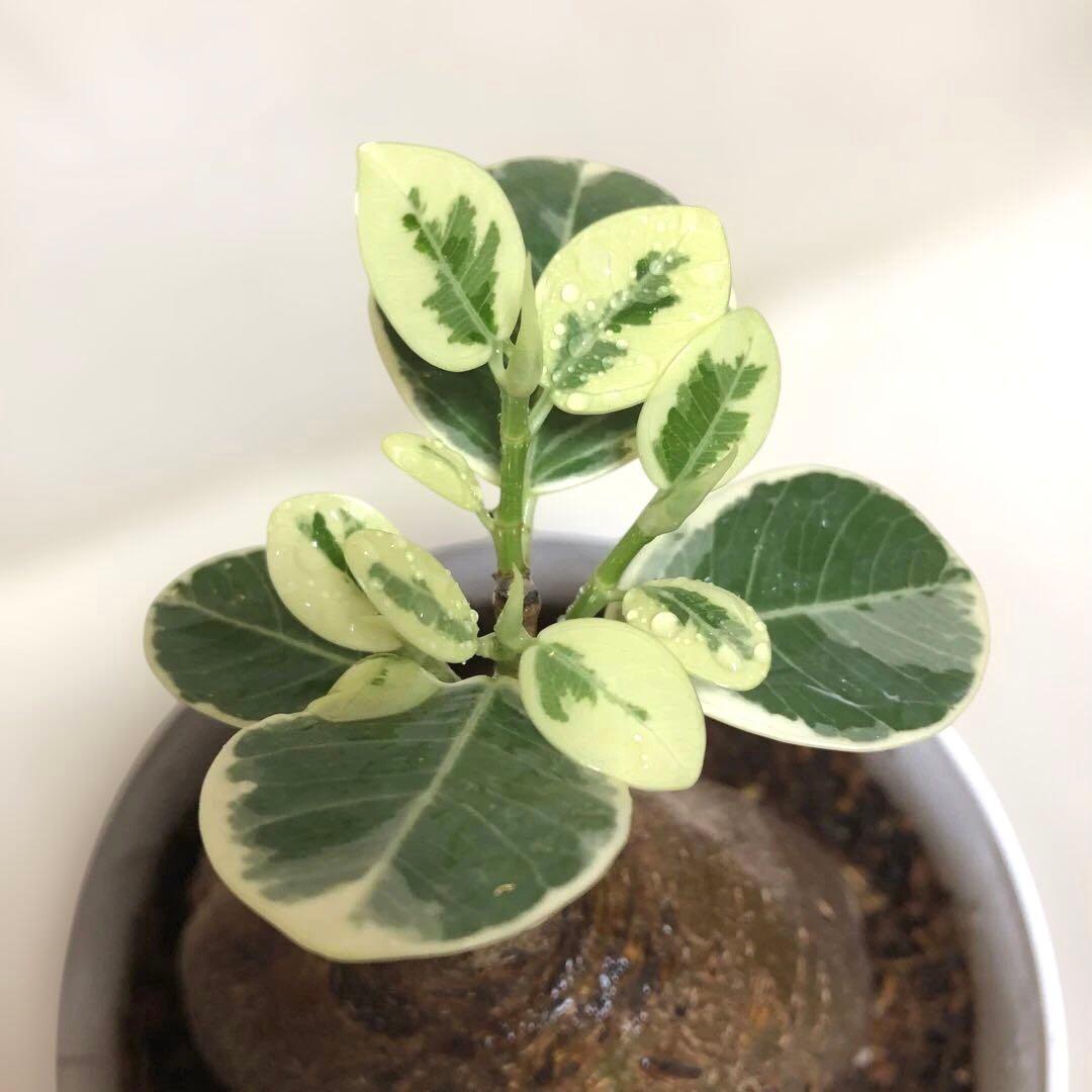 【大きめ】パンダ　ガジュマル　斑入り　接木