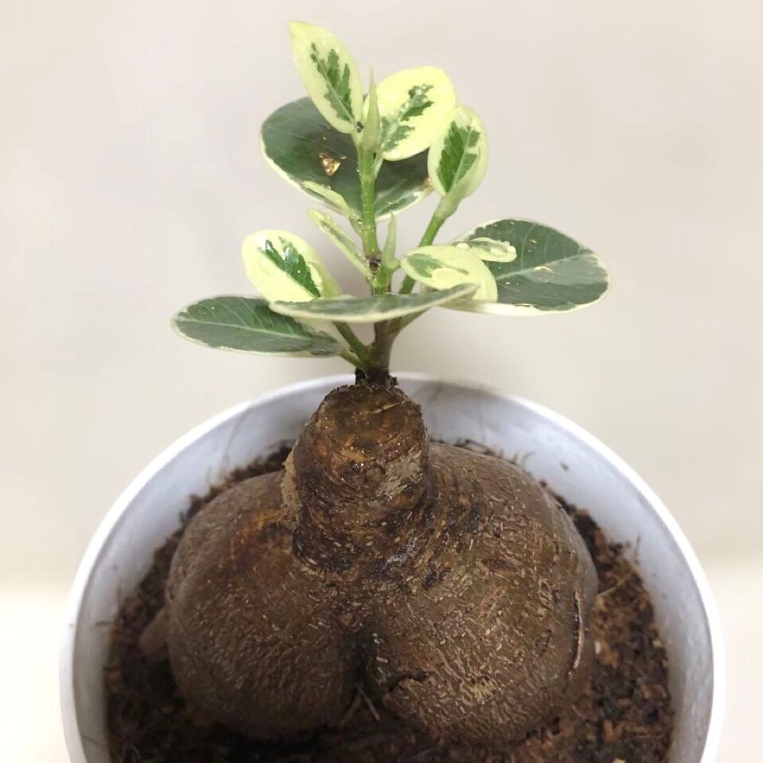 【大きめ】パンダ　ガジュマル　斑入り　接木