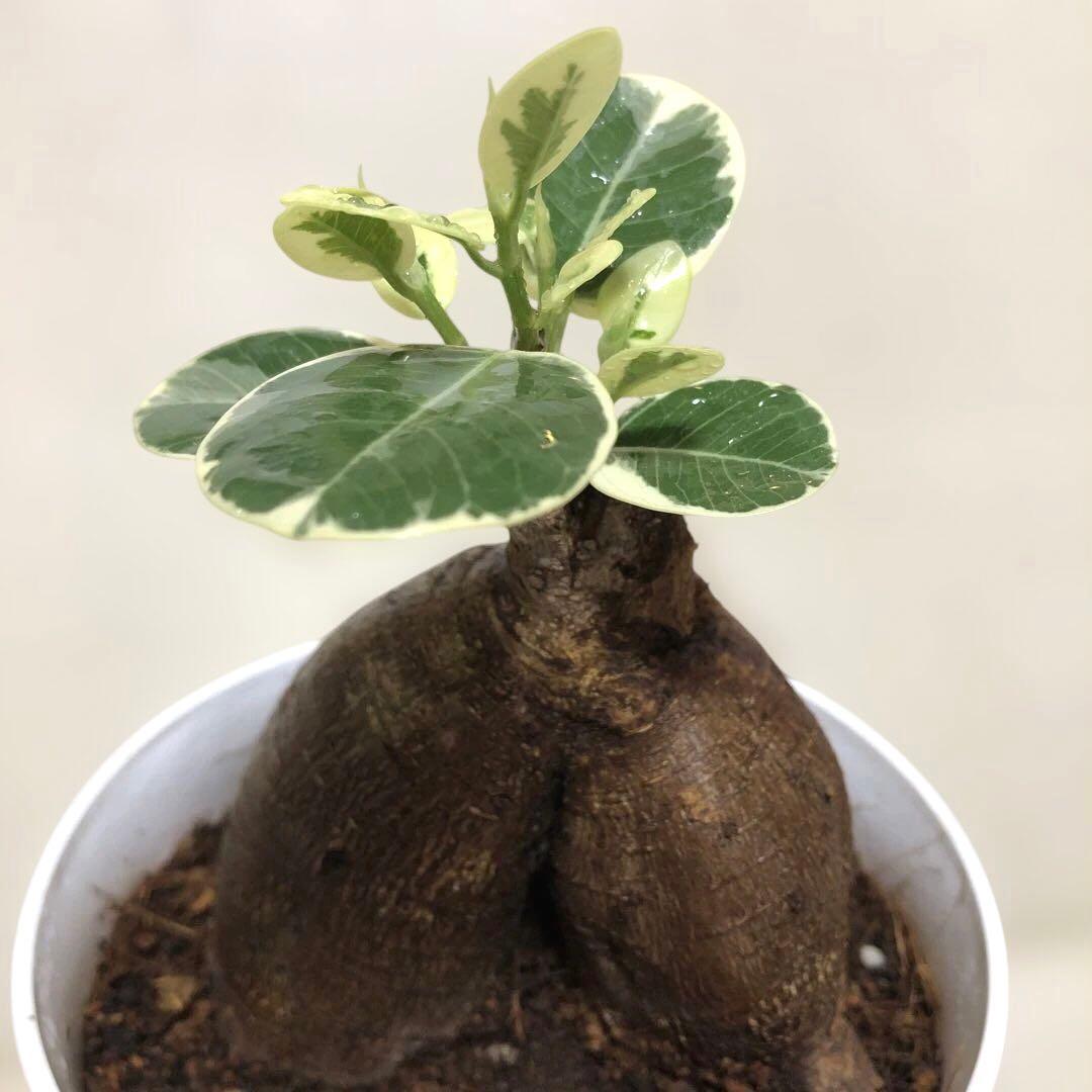 【大きめ】パンダ　ガジュマル　斑入り　接木