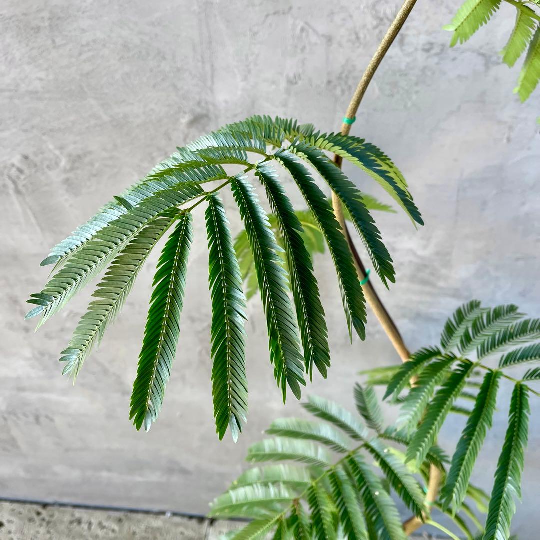 大型　エバーフレッシュ　曲がり　陶器鉢　植え込み発送