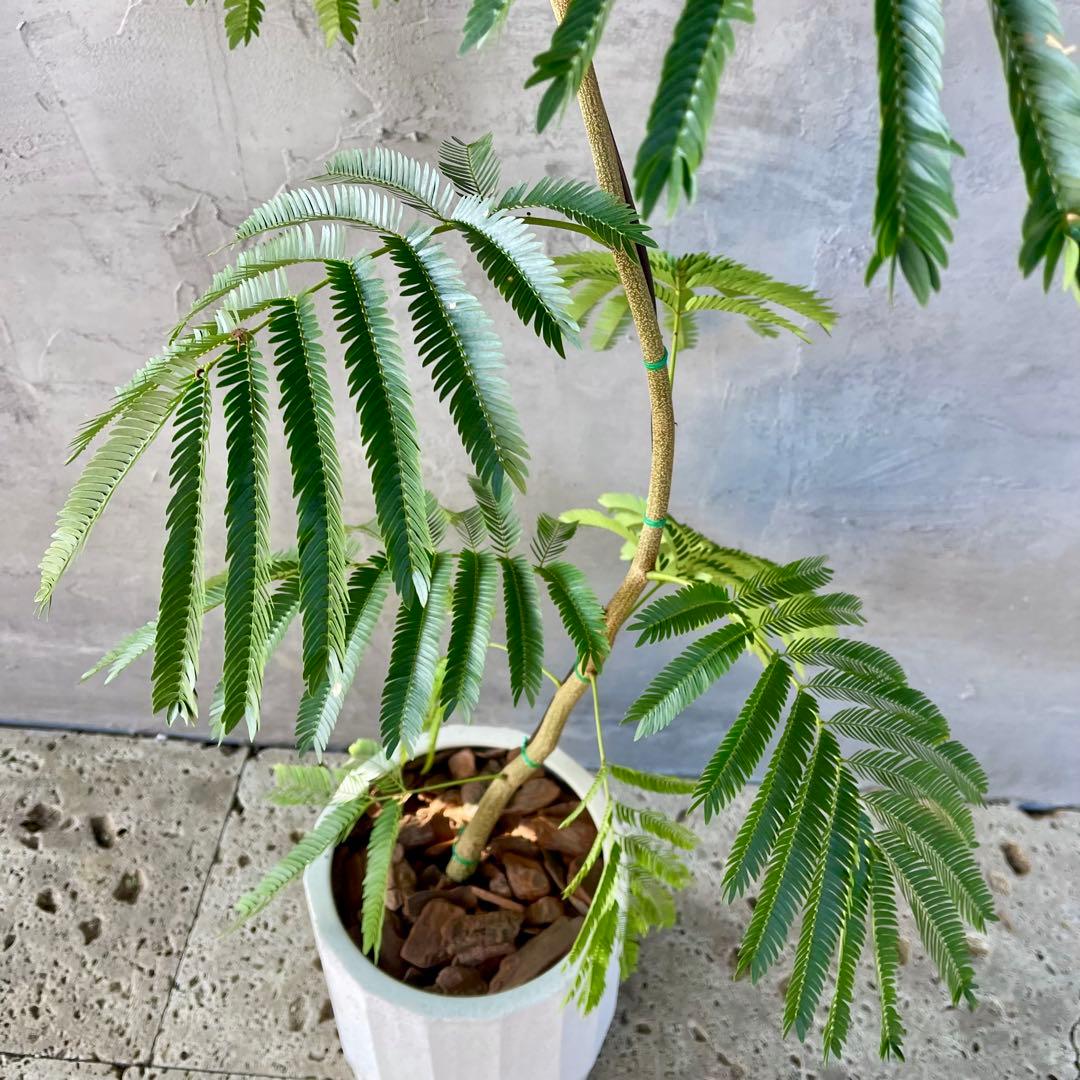 大型　エバーフレッシュ　曲がり　陶器鉢　植え込み発送