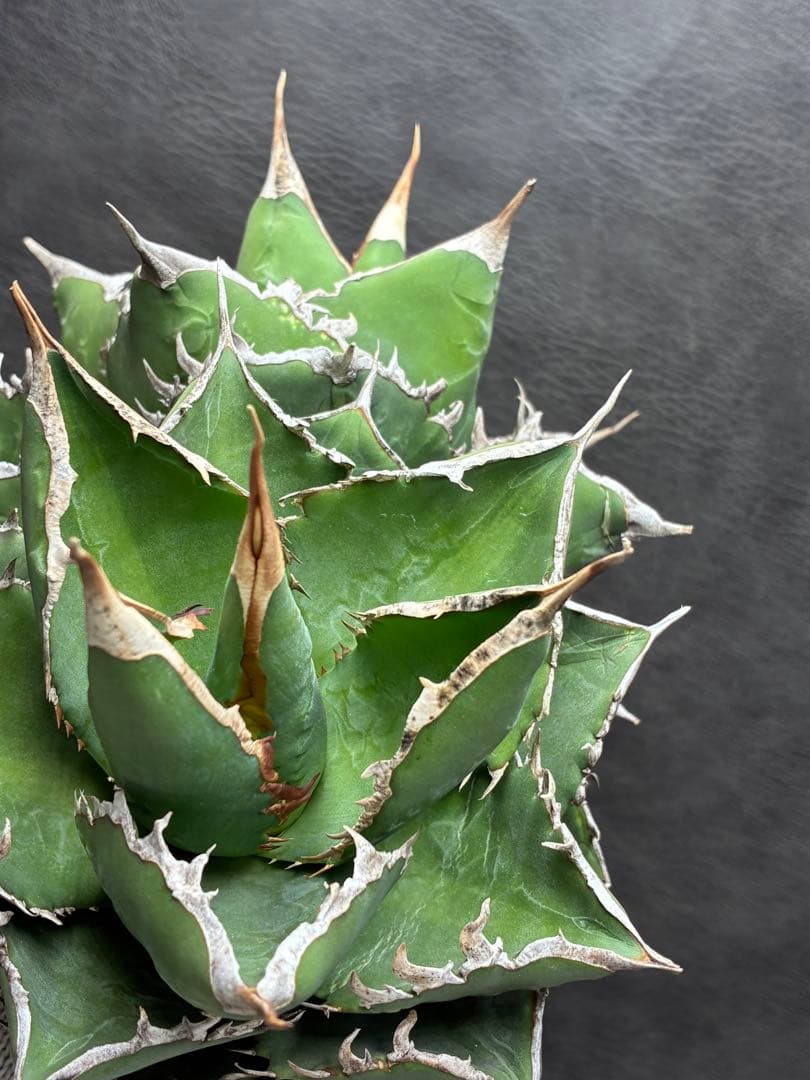 アガベ チタノタ 「海王」ミイラ 極上絶狂棘 濃い緑肌 密棘 優良血統
