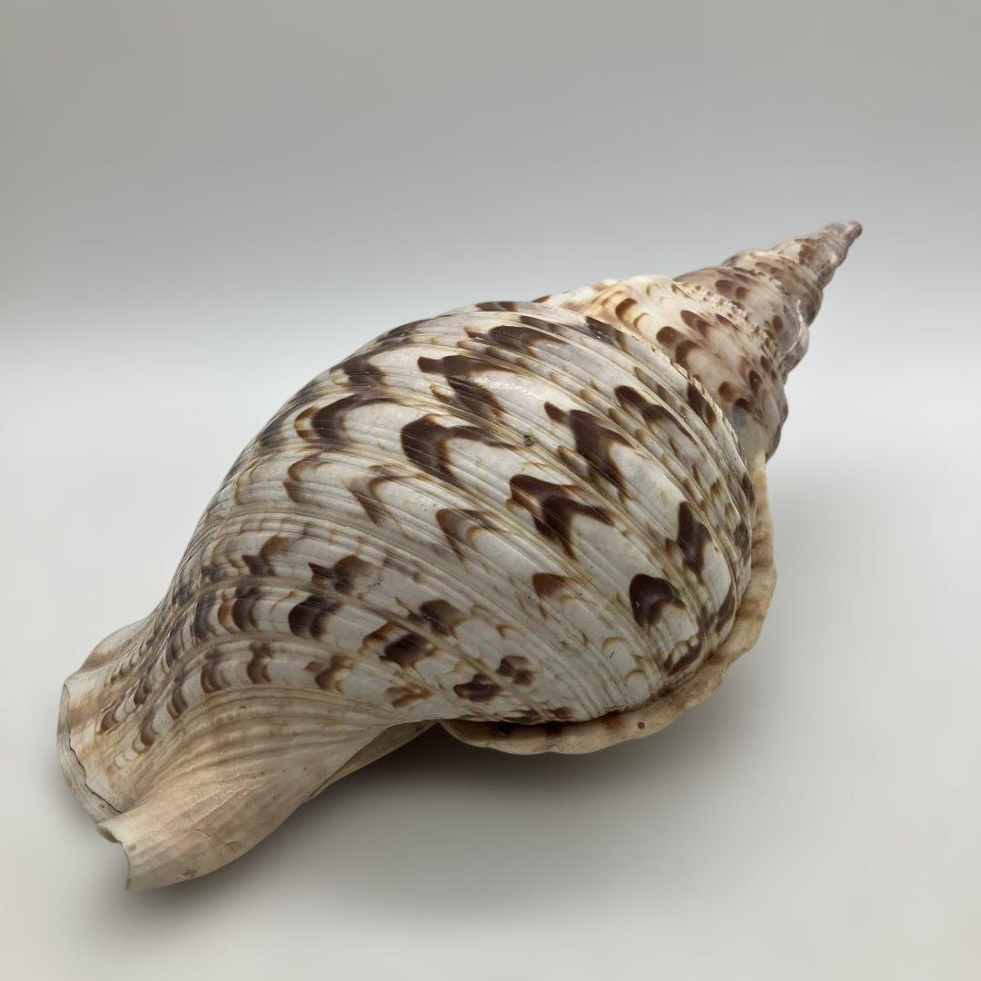 法螺貝 大きめ 山伏 無量寿経 法華経 螺役 戦国時代 ホラガイ科 和楽器