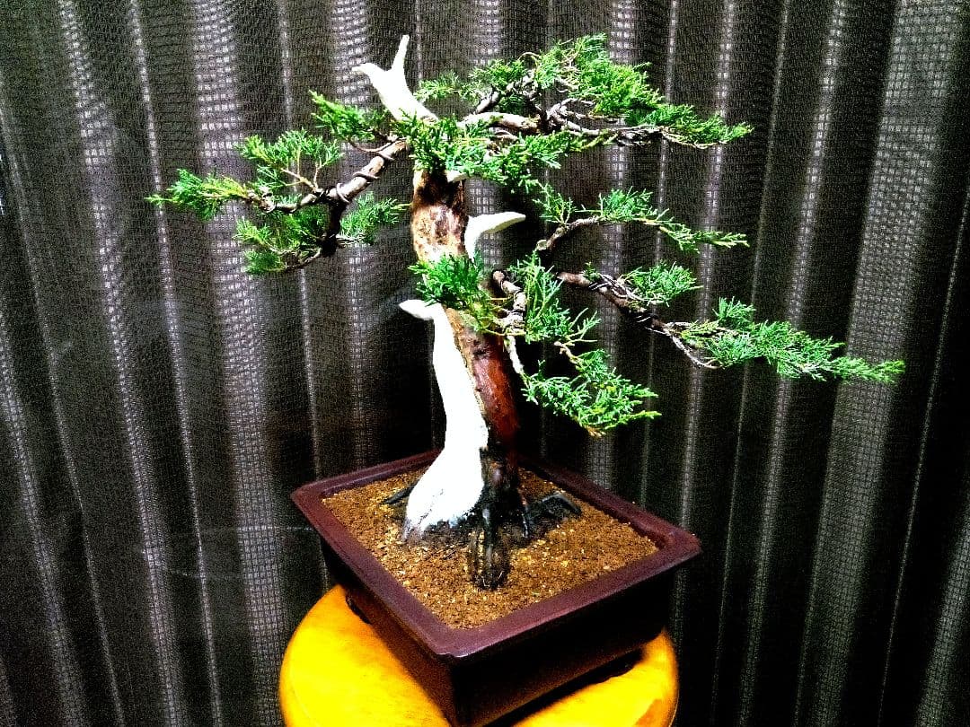 【中品　糸魚川真柏盆栽】　　　　　　⭕将来有望❗最終価格❗