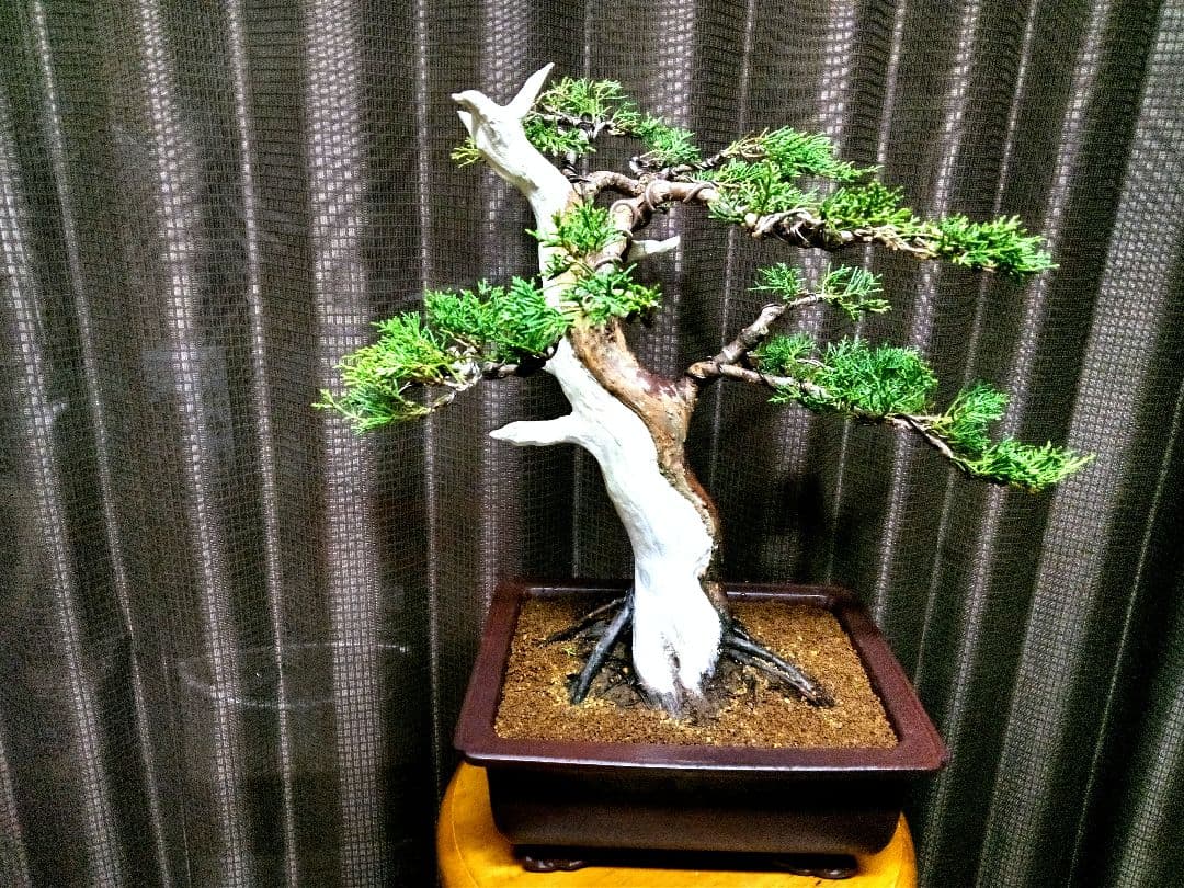 【中品　糸魚川真柏盆栽】　　　　　　⭕将来有望❗最終価格❗