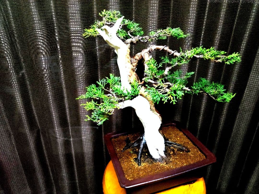 【中品　糸魚川真柏盆栽】　　　　　　⭕将来有望❗最終価格❗