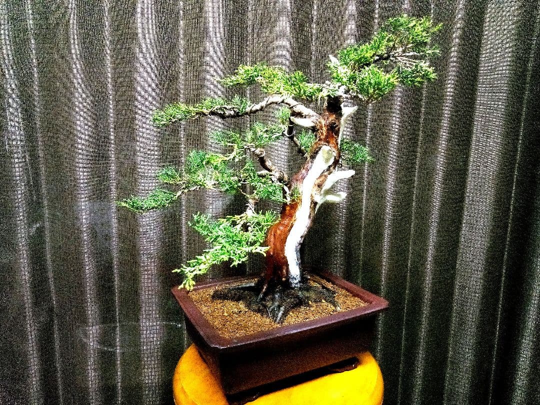 【中品　糸魚川真柏盆栽】　　　　　　⭕将来有望❗最終価格❗