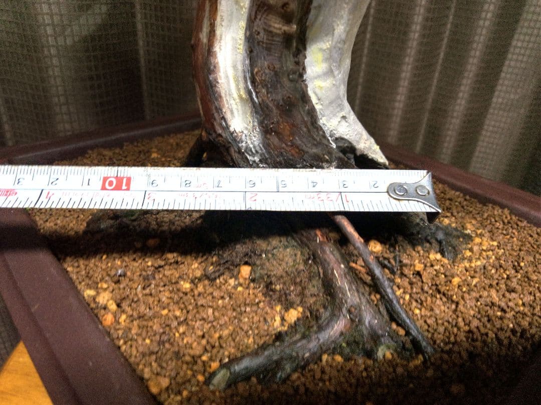 【中品　糸魚川真柏盆栽】　　　　　　⭕将来有望❗最終価格❗