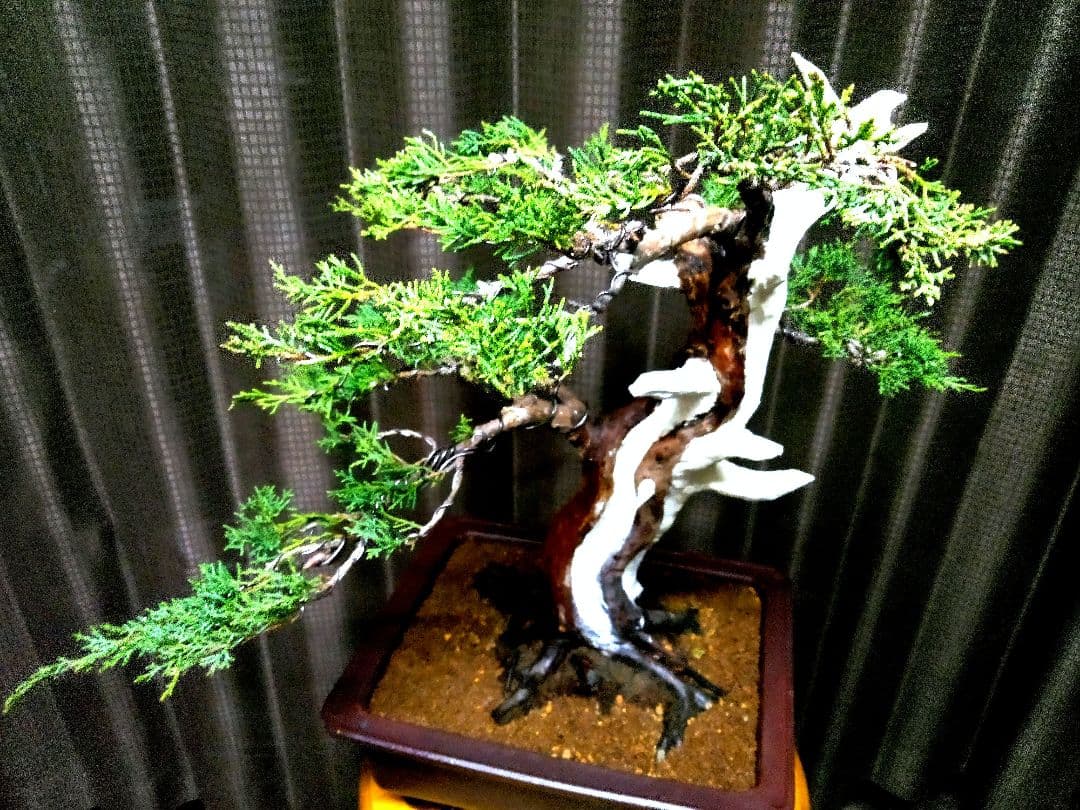 【中品　糸魚川真柏盆栽】　　　　　　⭕将来有望❗最終価格❗