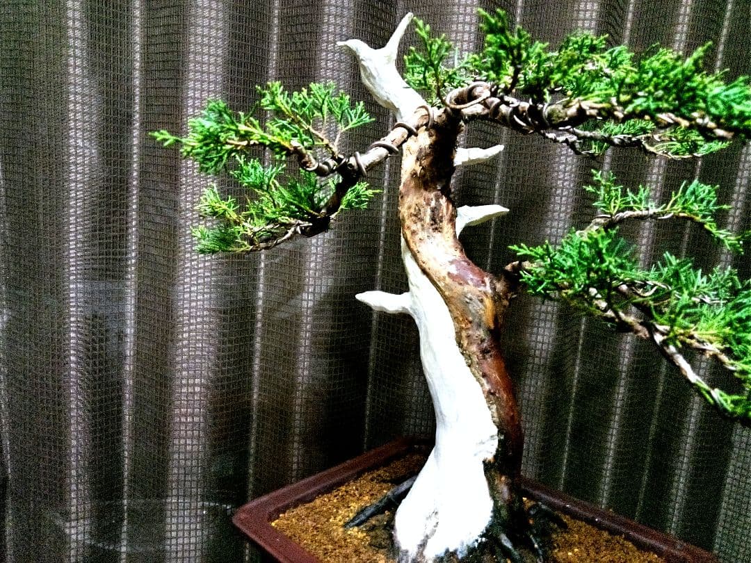 【中品　糸魚川真柏盆栽】　　　　　　⭕将来有望❗最終価格❗