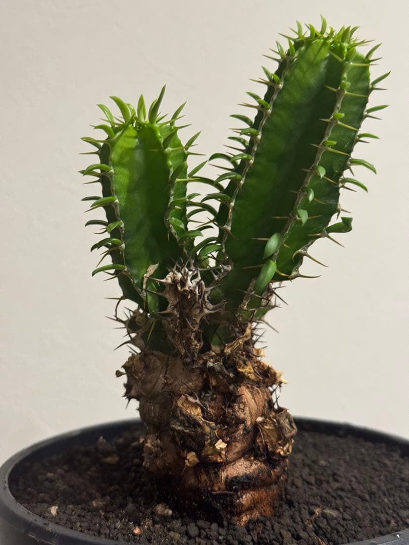 ユーフォルビア・ムランジーナ　鉢入り発送　Euphorbia Mlanjeana