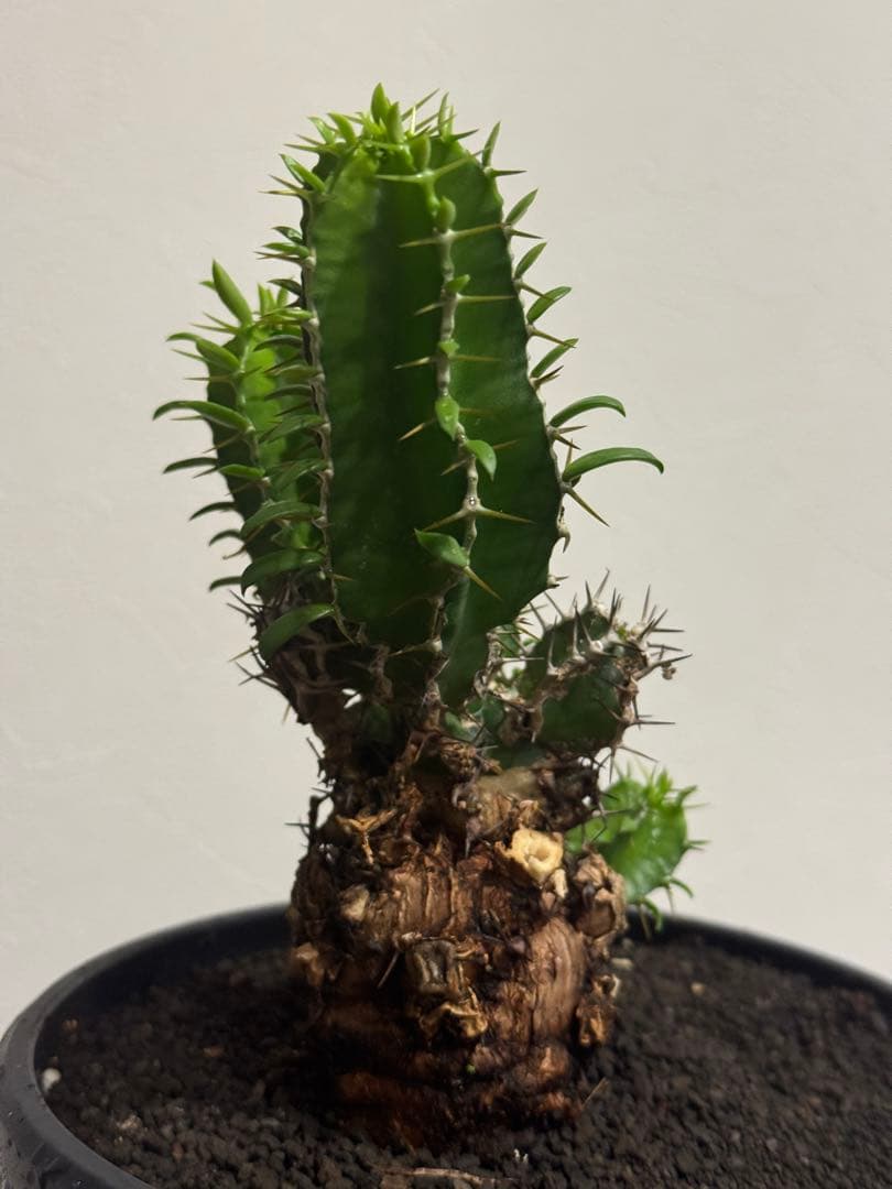 ユーフォルビア・ムランジーナ　鉢入り発送　Euphorbia Mlanjeana