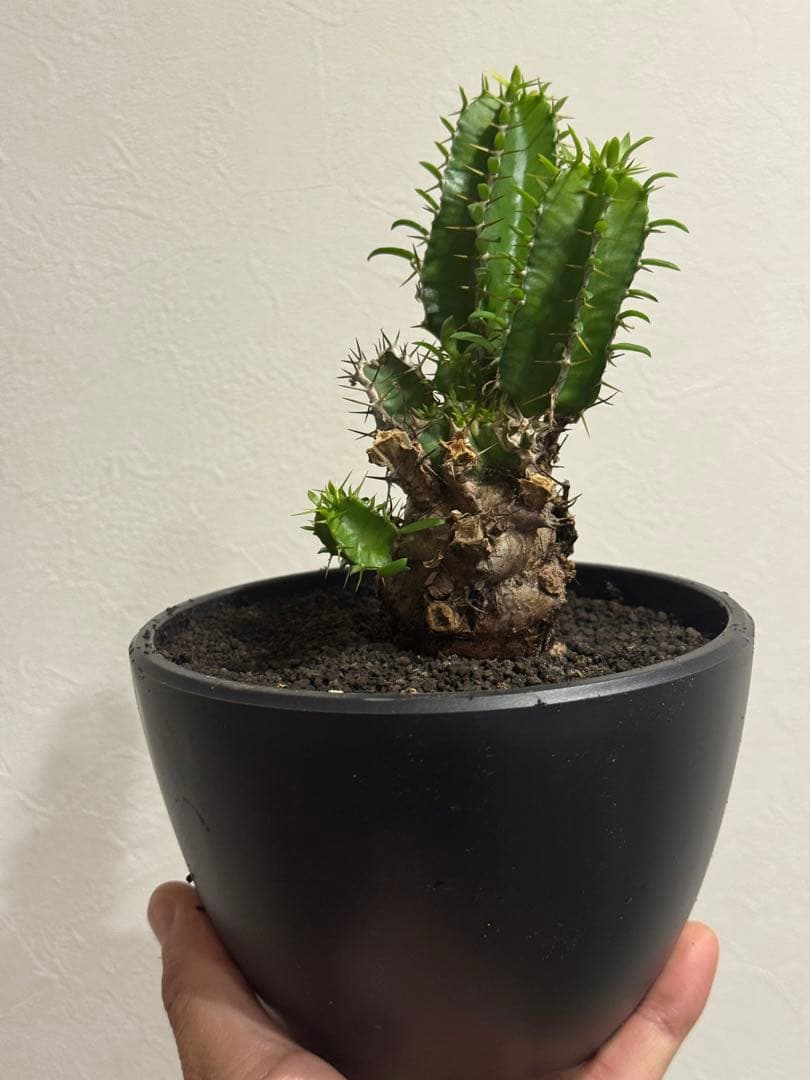 ユーフォルビア・ムランジーナ　鉢入り発送　Euphorbia Mlanjeana