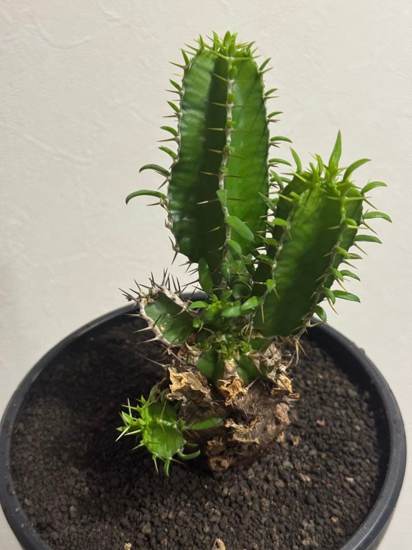 ユーフォルビア・ムランジーナ　鉢入り発送　Euphorbia Mlanjeana