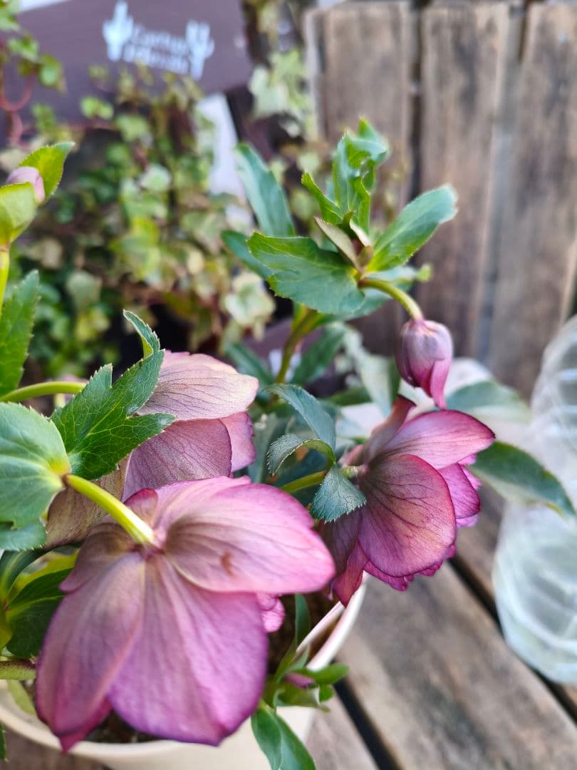 超多弁八重咲きクリスマスローズがお買い得！アプリコット【6号】015